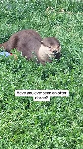 Have you ever seen an otter dance? #otters #ottersofinstagram #otter #funnyanimals #funnyotters #love #instagood #otterexperience #meetanotter #ottermeetandgreet #tanganyikawildlifeparkweddings | Tanganyika Wildlife Park