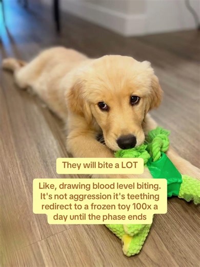 What no one tells you about week 1 with a new puppy 🐶✨