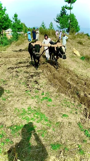 Plowing with Oxen: Traditional Agriculture in Action