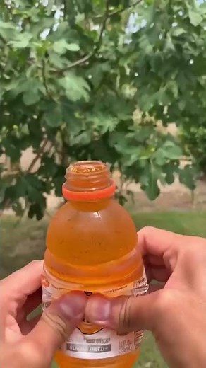 Honey jelly recipe - Sprite