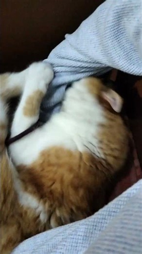 Heyyy It's Manooo's fun Time😅💫💫💚💚🩵🩵