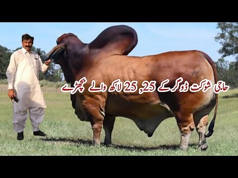 Pakistan Biggest Brahman Cows Breeding Farm of Haji Shaukat Doggar Multan