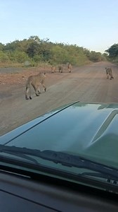 Kenya Wildlife Service on Reels