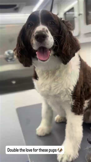 Double the love for these pups! 🐶🐶 Why stress about loading up multiple dogs when we can come straight to you for their scheduled grooming session? Convenient, calm, and comfy for your pets and you. #BackyardPetServices #MobilePetGrooming #StressFreeGrooming #HappyHealthyPups #MultiDogHousehold #PetCareMadeEasy #SpoiledPups #DogGroomingLife | Backyard Pet Services: McKinney Pet Sitter, Pet Groomer, Dog Trainer & More