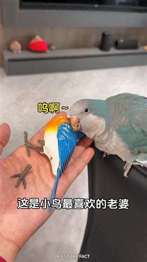 Cute Parrot's Emotional Reaction to Broken Toy! 🦜❤️#ParrotStory #CuteBirds #EmotionalStory