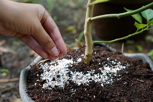 Using Eggshells for Tomato Plants - Myth or Magic?