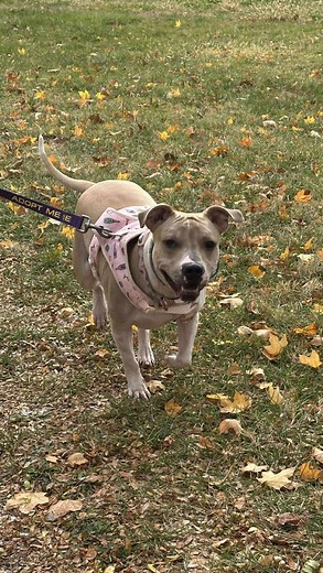 🌞 Why Adopt Me Wednesday: Sunny Edition! 🌞🐾 If you’ve been looking for a little ray of sunshine to brighten your days, look no further — Sunny is the whole package wrapped in 35 pounds of spunk, sweetness, and pure joy. At just 1–2 years old, this Jack Russell/Pittie mix has the perfect blend of playful energy and cuddle-bug charm. She was rescued as a stray a couple of months ago, and once she had time to decompress, her true personality burst through — confident, loyal, and absolutely full 