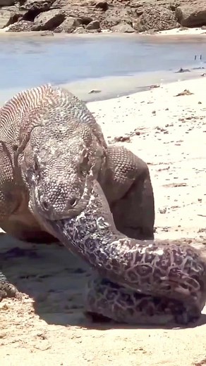 Komodo dragon is an animal that lives mainly in Indonesia and it is very poisonous #animals#dragon#komodo #indonesia #wildanimal #wildlife #dicovery #documentary #nature#fyp