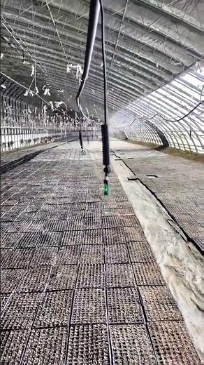 Easy Hanging Micro-Sprinkler Installation Inside Greenhouse – Uniform & Efficient💧🌱