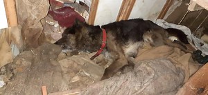 Horror psów na posesji pod Grójcem. Padlina, odchody i szubienica... Interweniowało Towarzystwo Opieki nad Zwierzętami