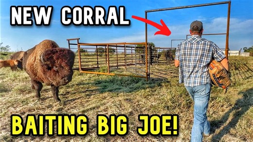 Big Joe Corral Behavior I Didn't Expect! Catching bison like Big Joe can be challenging—and this time, the stakes are higher than ever. With the State Fair just days away, we face the challenge of luring Big Joe and part of his herd into a brand-new corral. Sounds simple, but nothing about working with wild bison ever goes as planned. Will our baiting strategy work, or will Big Joe outsmart us? Follow along as we test patience, planning, and nerves in an attempt to get these giants loaded safely
