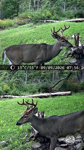 🦌 Largest Ranch Buck on Camera in 2026… So Far