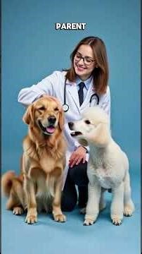 Why Breeders Call the Golden-Poodle Mix the 'Genetic Jackpot'