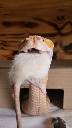 3.3K views · 228 reactions | Ruby, our Albino West African Gaboon Viper (Bitis rhinoceros) having a meal. | Reptile Garden | Facebook