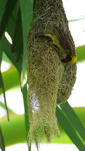 Fantastic !Weaver Bird Labor Build Nest 35#birds #nature