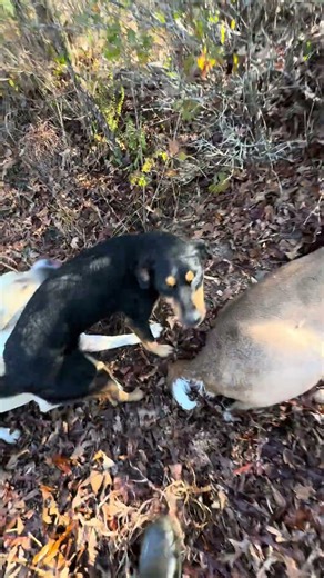 Another tracking job in the books for John and Suni #hunting #dogs #tracking #deerhunting #outdoors