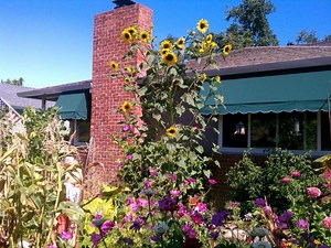 What Does The Perfect Home Look Like?