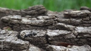 Black ant crawling on a tree trunk. Ant macro. Slow motion, 240 fps