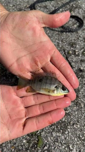 JAWS LEAPS OUT OF POND *CRAZY*