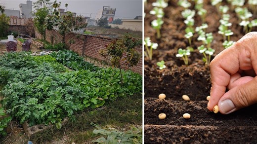 How to Grow Vegetable Plants from Seeds – Step-by-Step for Beginners