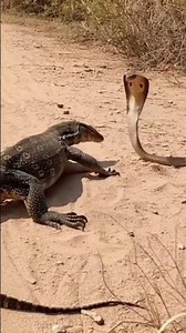 Monitor Lizard Takes Down a Cobra – Nature Raw Wildlife Battle