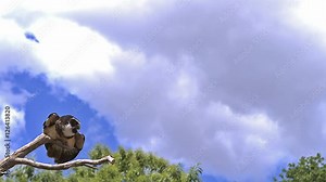 Spectacled Owl, pulsatrix perspicillata, Adult in Flight, Taking off from Branch, Slow Motion
