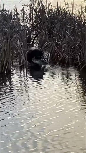 Doing What He Lives For. #blacklabs #waterfowlhunting #huntingdogs