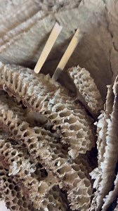 Cutting open a wasp nest | The Craft Show