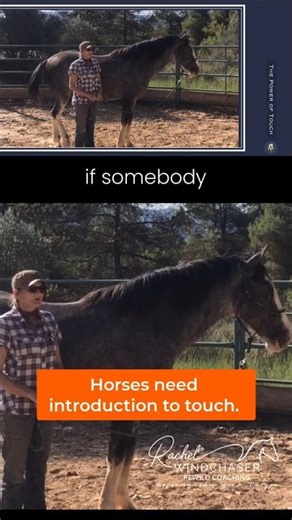 Build Horse Trust: Improve Communication & Body Awareness. The Power of Touch link in description