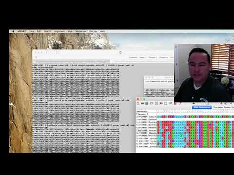 Mega browser and combining FASTA files 1