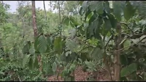 2.6K views | Property id 2530 4 acre 22 Gunta coffee plantation for...