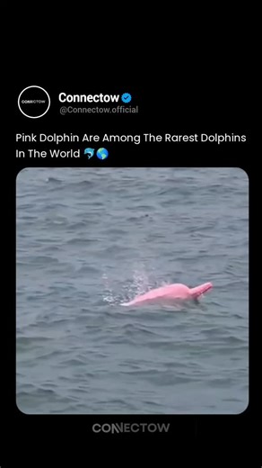 Connectow on Instagram: "Why These Pink Dolphins Look Unreal — And Why They’re Disappearing This 12-second clip shows Amazon river dolphins, also called pink botos, surfacing playfully in calm freshwater 🌊🐬 Their pink color isn’t artificial or rare genetics — it comes from blood vessels close to the skin, which become more visible as they age, get excited, or gain scars from play and competition. Despite viral claims, these dolphins aren’t the “rarest in the world.” Experts estimate around 100