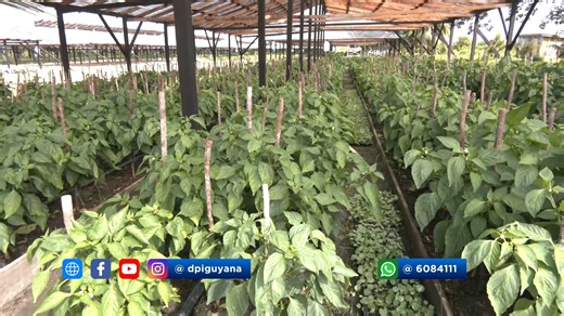 19 reactions | WATCH || Agriculturists in AIEP programme venturing into agro-processing | Department of Public Information | Facebook