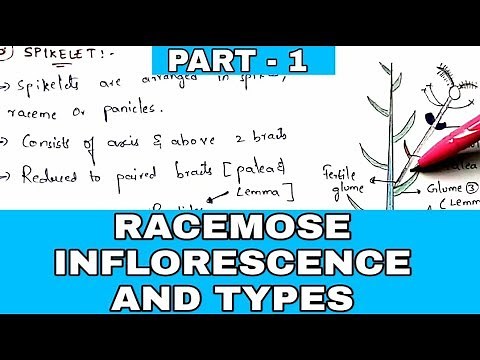 Racemose inflorescence and types ( PART - 1 ) | Morphology of flowering plants | Bio science