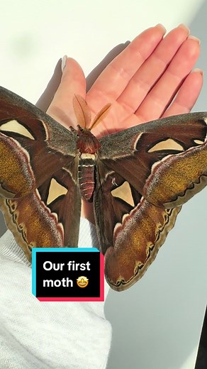 Introducing the Majestic Atlas Giant Moth to Our Bug Family!