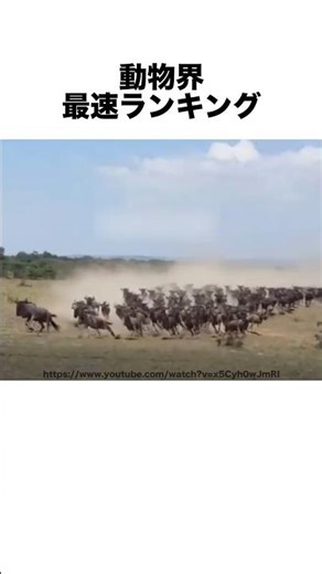 Ranking of the fastest animals in the world🏁