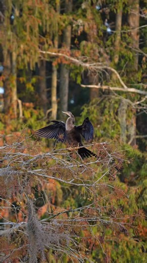 Anhinga drying off during the last minutes of daylight A lack of the ability to waterproof their feathers might initially seem like a disadvantage, but this unique bird is able to waterlog its feathers and submerge to hunt prey beneath the water… The trade off is taking time to dry their feathers. #anhinga #wildlife #bird | Images By John Delhotal