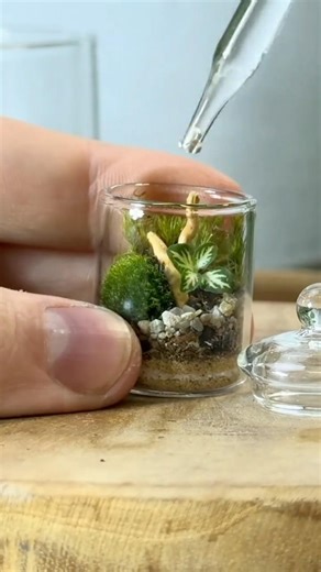 Pretty little potted plants #asmr