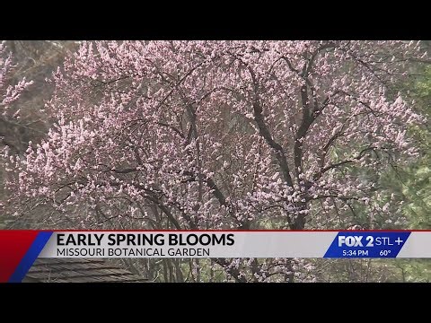 Cold snap threatens spring blooms at Missouri Botanical Garden