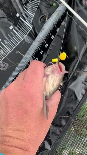 Why SMALL Catfish Are Actually The Most Dangerous 😳 (Peoria Fishing)