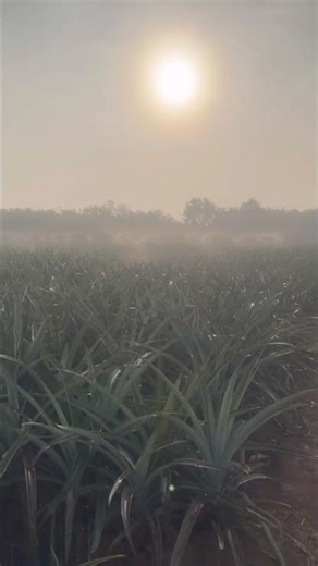 From planting to harvest – the journey of pineapple farming 🍍