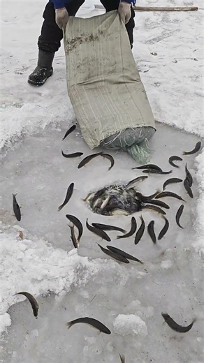 Releasing Dozens of Fish into Icy Water ❄️🐟 | Incredible Cold Water Survival