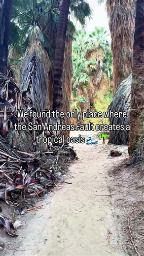 📍 REVEALED: The California Desert’s Best Kept Secret! 🌴✨ Stop scrolling and save this must-visit spot that needs to be on everyone’s Palm Springs itinerary for 2026! You won’t believe this lush oasis is formed directly on top of the notorious San Andreas Fault line. 🤯🌵 🗺️ THE LOCATION: Coachella Valley Preserve (Thousand Palms Oasis Preserve) It’s just outside of Palm Springs, making it the perfect half-day trip escape from the city heat. 🚶‍♀️ WHAT TO EXPECT: This isn’t your average desert