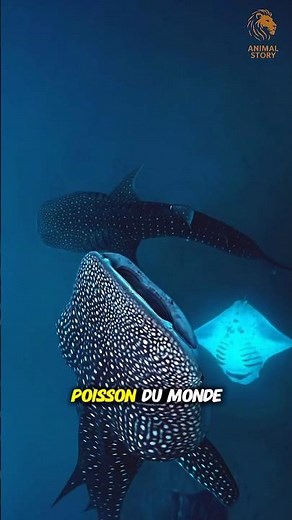🦈 The Whale Shark: 12 tons — and it eats things invisible to the naked eye #shorts