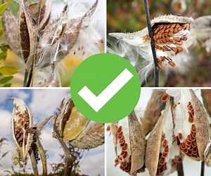 Collecting milkweed seeds to save the monarch butterfly