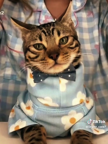 Exploring Jasper: What You Need to Know