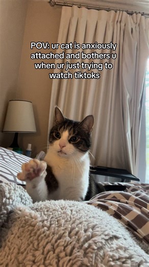 Anxiously Attached Cat Interrupts TikTok Viewing | Cindy the Middle-aged Cat