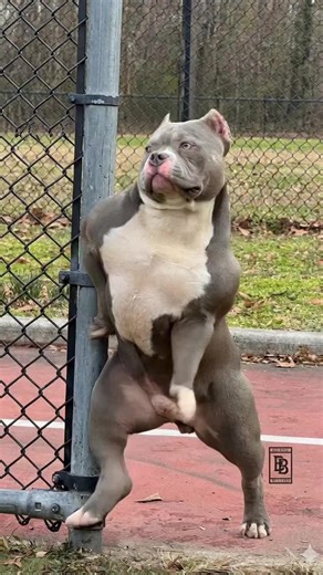 That’s my Dogg! . . #bullydog #americanbully #abkc #creatorsearchinsight #americanbullyofficial