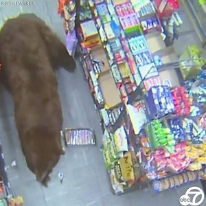 "Fighting off bears was not in the job description," said the store clerk. Videos show several encounters between bears and people inside a convenience store over the last few weeks. https://abc7.la/2ELm67U 😱 | ABC7