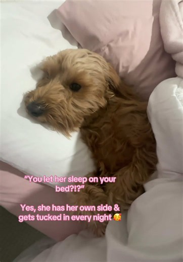 Mini Goldendoodle's Bedtime Routine Captured on Camera